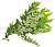 Fresh Curry Leaves -small